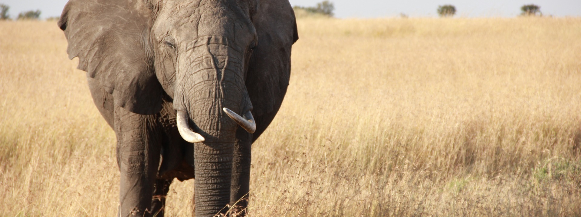African Elephant, Serengeti, Tanzania
