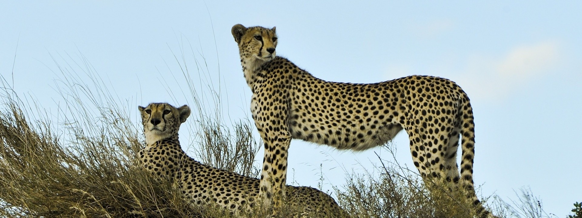 Cheetah Resting and watching in Serengeti National Park