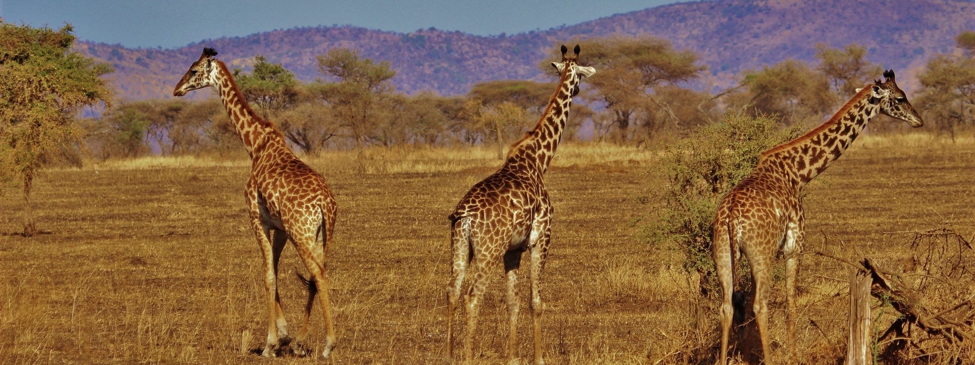 Giraffe in Serengeti