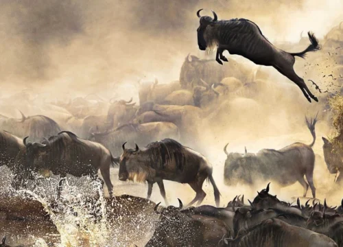 Safari in Serengeti National Park