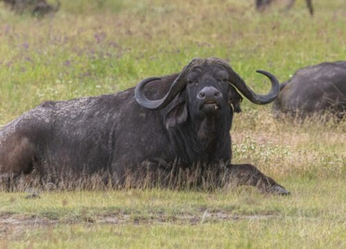 Safari in Mikumi National Park