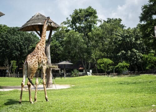 5-Day Tanzania Lodging Safari