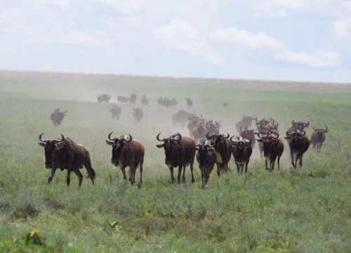 3-Day Breathtaking Safari Experience