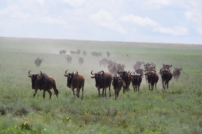 Tanzania Group Safari