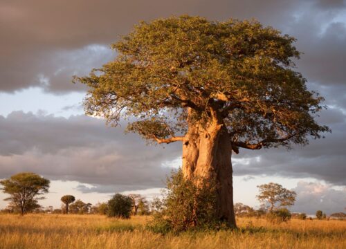 Discover the Wonders of Tanzania Tarangire National Park