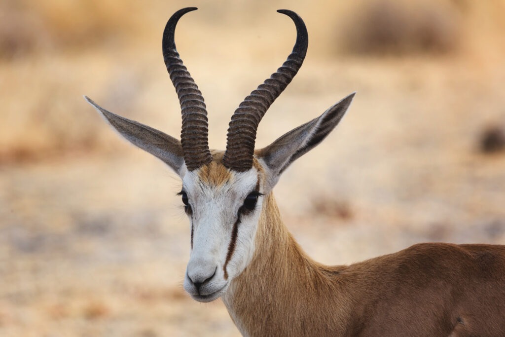 Gazelle vs. Antelope