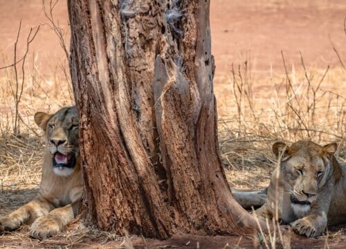 Safari in Tarangire National Park