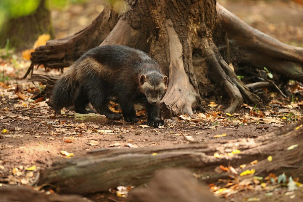 Honey Badger