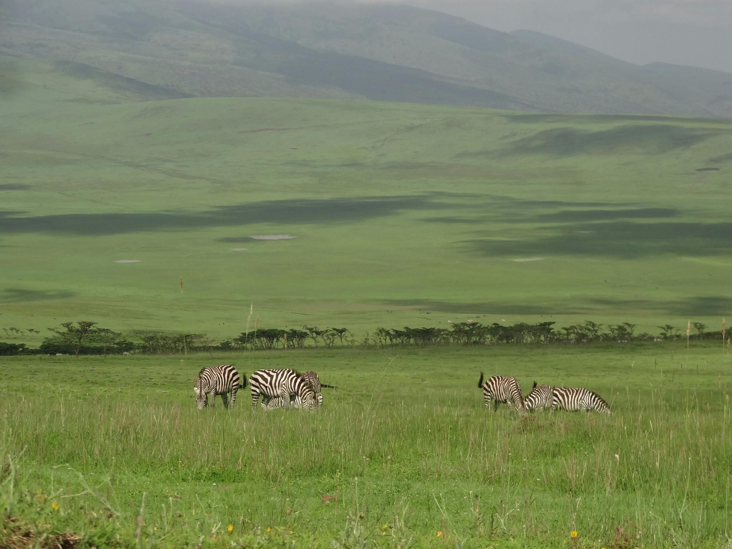Mikumi National Park