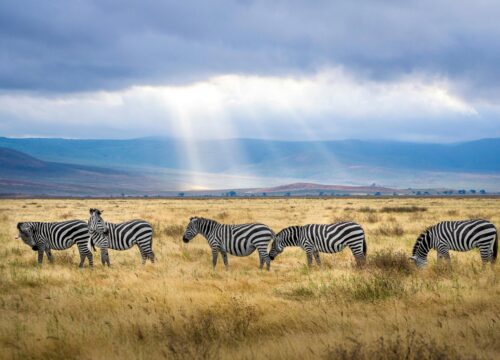 Discover the Wonders of Tanzania Lake Manyara National Park