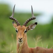 Gazelle vs. Antelope