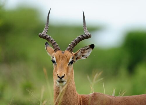 Gazelle vs. Antelope