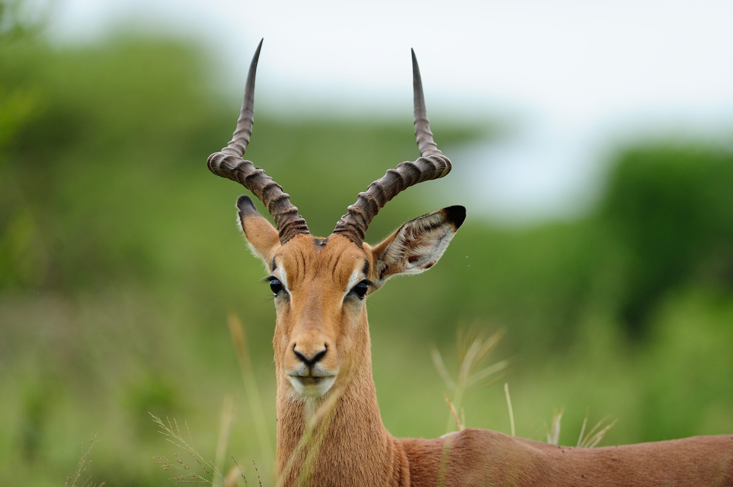Gazelle vs. Antelope