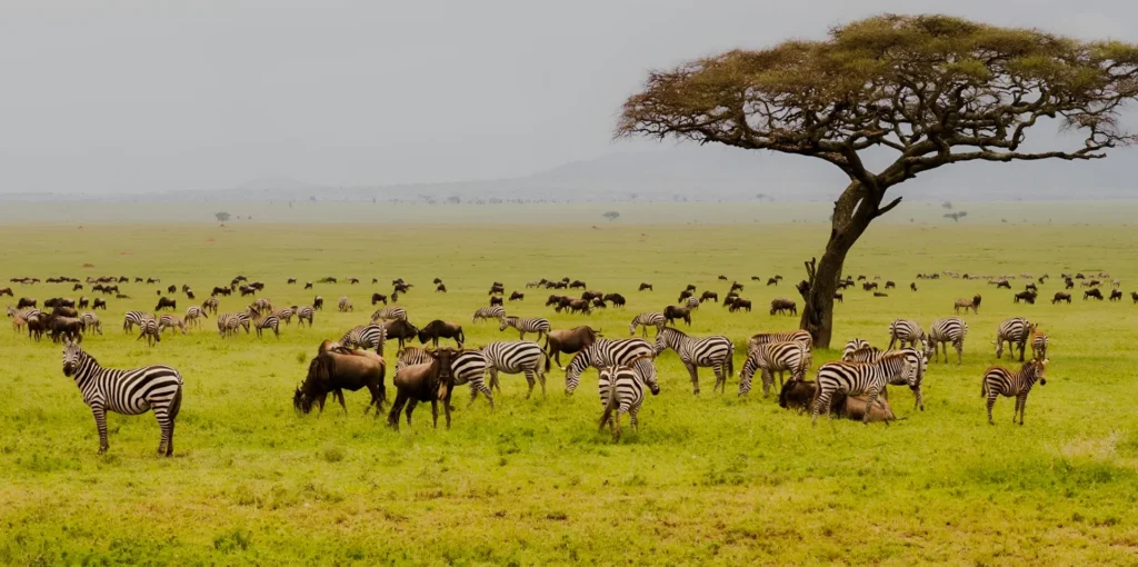 Tanzania Serengeti National Park