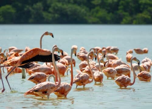 Safari in Lake Manyara National Park